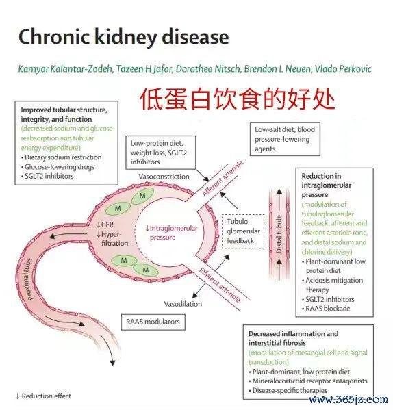 开云kaiyun体育用来吃蛋奶肉等优质卵白-Kaiyun体育官方入口